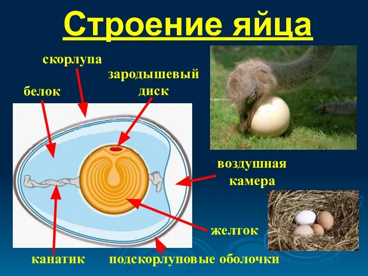 Строение яйца зародышевый диск скорлупа воздушная камера подскорлуповые оболочки белок желток канатик