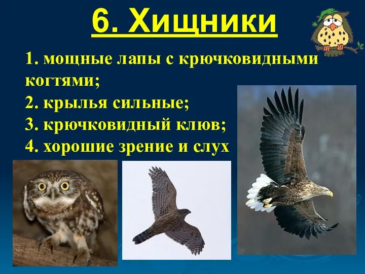 6. Хищники 1. мощные лапы с крючковидными когтями; 2. крылья сильные;