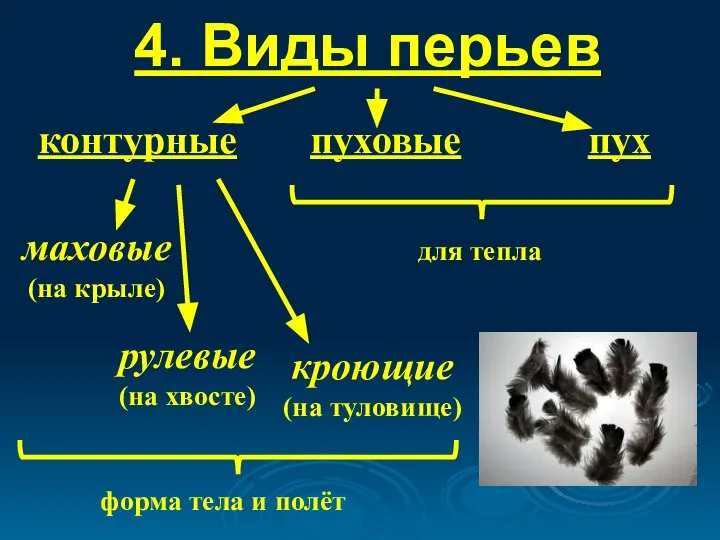 4. Виды перьев контурные пуховые пух маховые (на крыле) рулевые (на