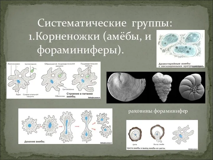 Систематические группы: 1.Корненожки (амёбы, и фораминиферы). раковины фораминифер