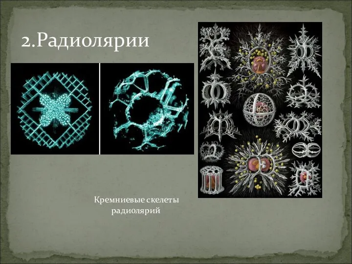 2.Радиолярии Кремниевые скелеты радиолярий