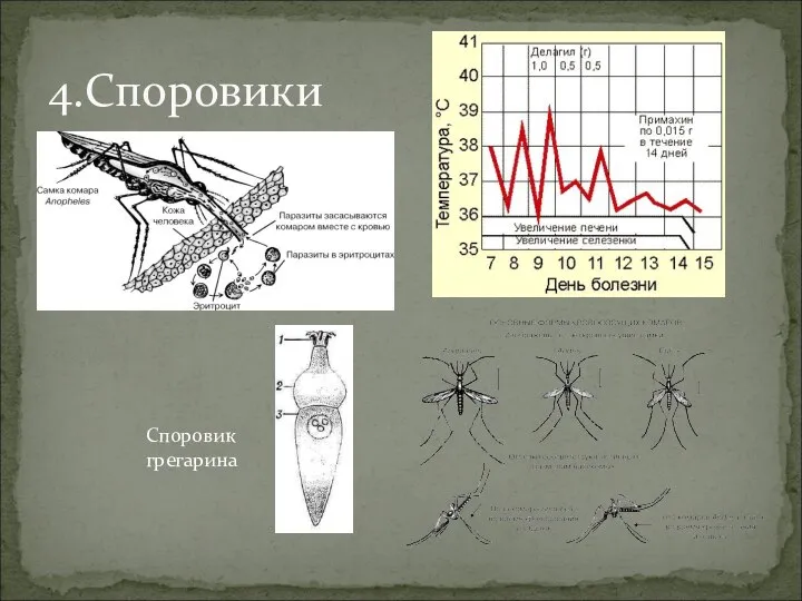 4.Споровики Споровик грегарина