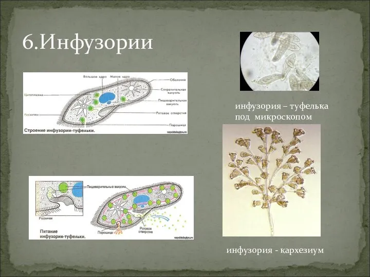 6.Инфузории инфузория – туфелька под микроскопом инфузория - кархезиум