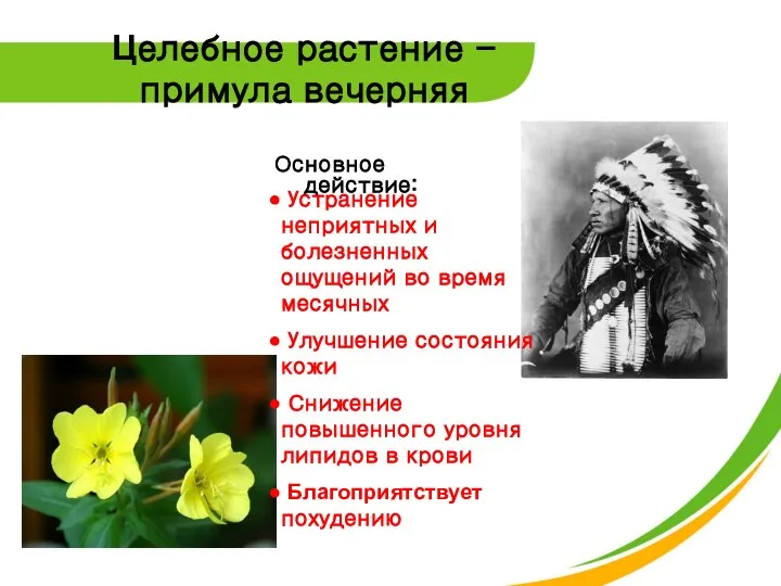 Целебное растение - примула вечерняя Основное действие: Устранение неприятных и болезненных