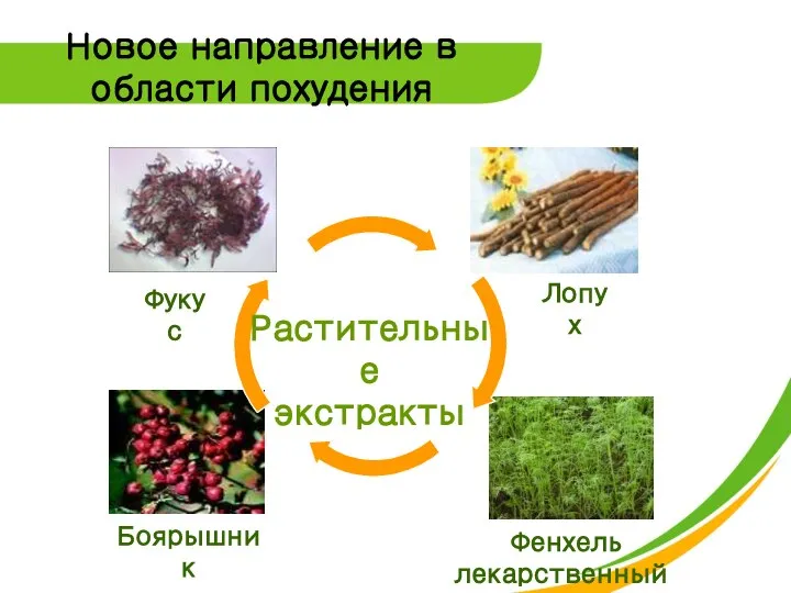 Новое направление в области похудения Растительные экстракты Фукус Лопух Боярышник Фенхель лекарственный