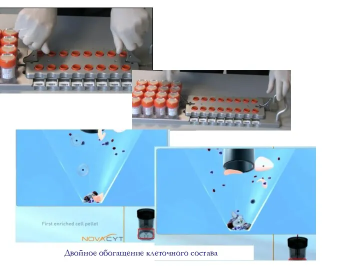 Двойное обогащение клеточного состава