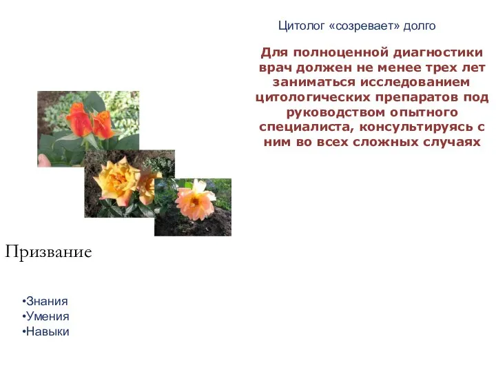 Знания Умения Навыки Цитолог «созревает» долго Для полноценной диагностики врач должен