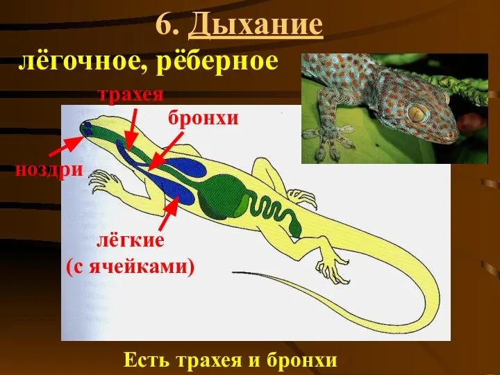 6. Дыхание ноздри трахея бронхи лёгкие (с ячейками) Есть трахея и бронхи лёгочное, рёберное