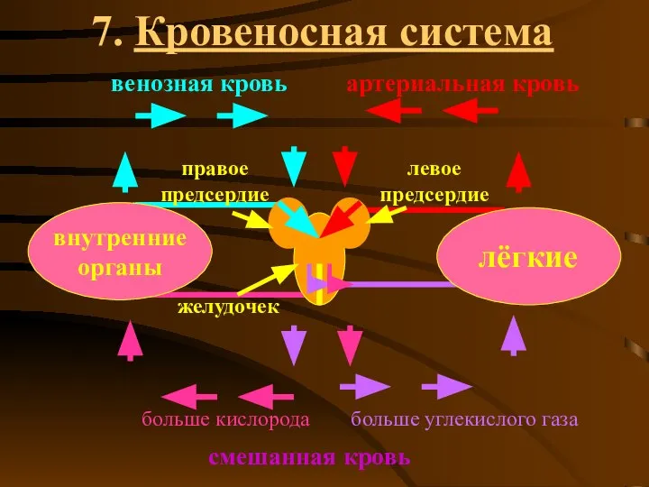 7. Кровеносная система лёгкие внутренние органы желудочек правое предсердие левое предсердие