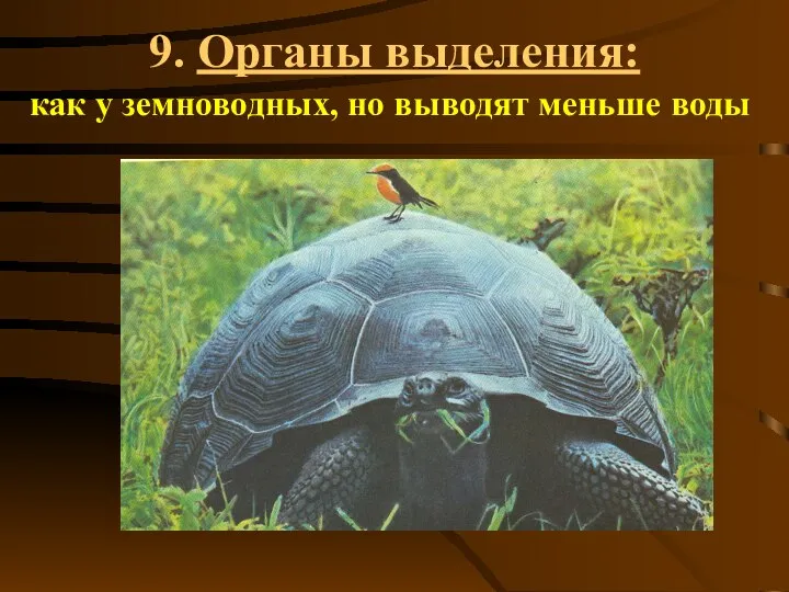 9. Органы выделения: как у земноводных, но выводят меньше воды