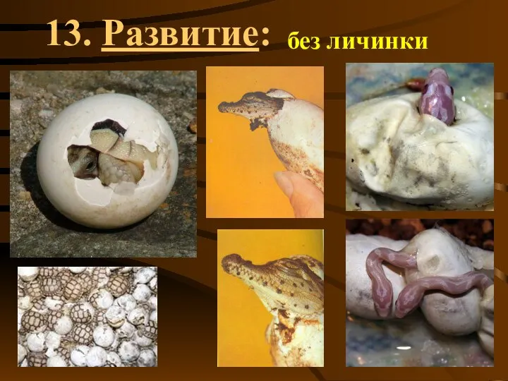 13. Развитие: без личинки