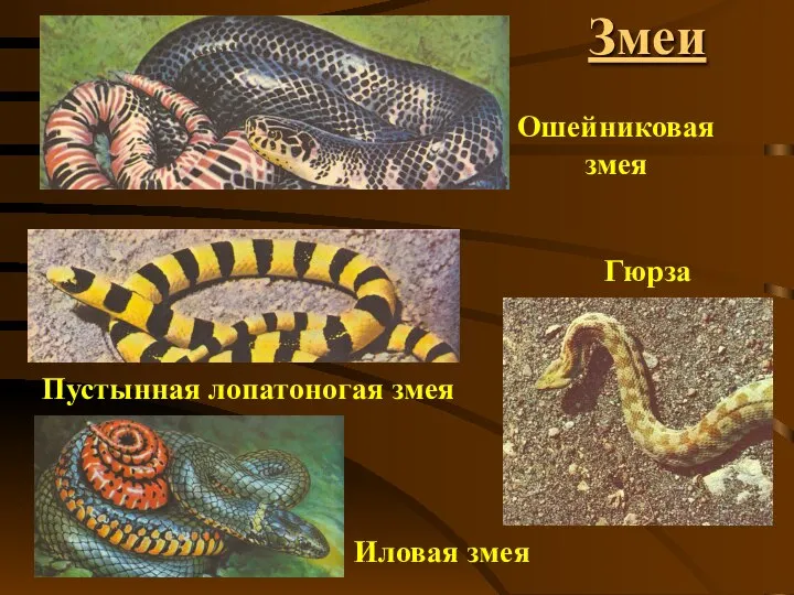 Змеи Ошейниковая змея Пустынная лопатоногая змея Иловая змея Гюрза