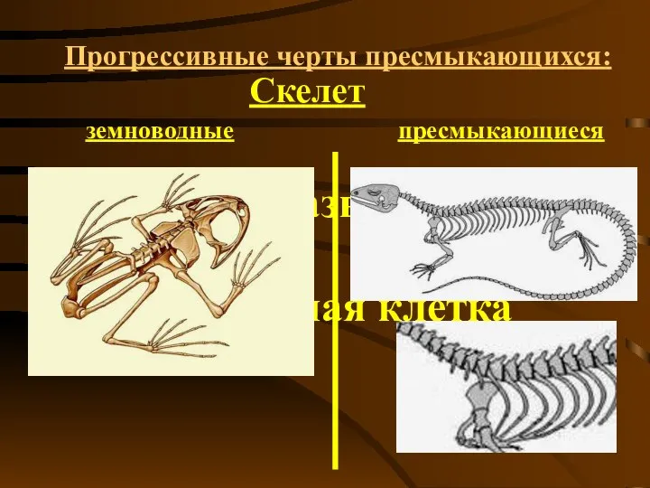 Прогрессивные черты пресмыкающихся: Скелет земноводные пресмыкающиеся 4. хорошо развиты рёбра; 5. есть грудная клетка