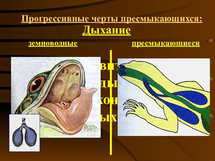 Прогрессивные черты пресмыкающихся: Дыхание земноводные пресмыкающиеся 6. лёгкие развиты лучше, нет