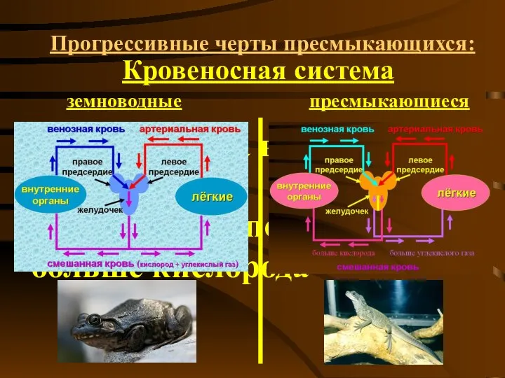 Прогрессивные черты пресмыкающихся: Кровеносная система земноводные пресмыкающиеся 9. перегородка в желудочке