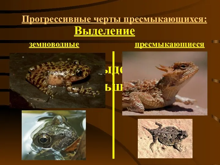 Прогрессивные черты пресмыкающихся: Выделение земноводные пресмыкающиеся 11. органы выделения выводят меньше воды