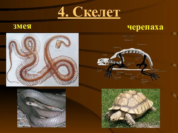 4. Скелет змея черепаха