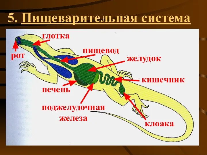 5. Пищеварительная система рот глотка пищевод печень желудок поджелудочная железа клоака кишечник