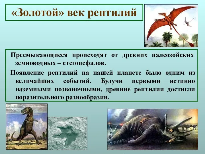 «Золотой» век рептилий Пресмыкающиеся происходят от древних палеозойских земноводных – стегоцефалов.