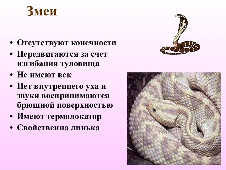 Змеи Отсутствуют конечности Передвигаются за счет изгибания туловища Не имеют век