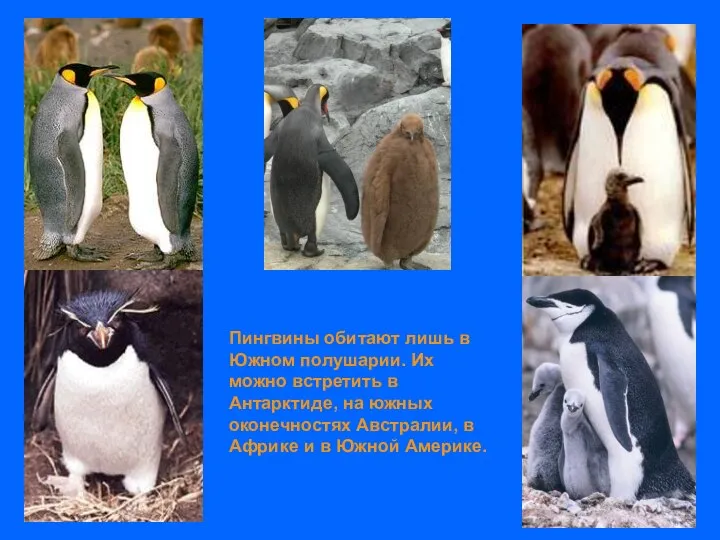 Пингвины обитают лишь в Южном полушарии. Их можно встретить в Антарктиде,