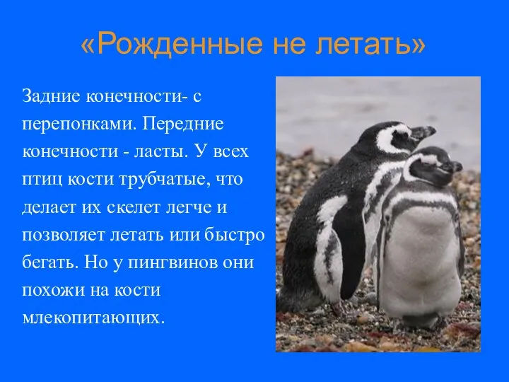 «Рожденные не летать» Задние конечности- с перепонками. Передние конечности - ласты.