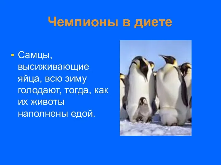 Чемпионы в диете Самцы, высиживающие яйца, всю зиму голодают, тогда, как их животы наполнены едой.