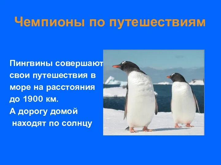 Чемпионы по путешествиям Пингвины совершают свои путешествия в море на расстояния