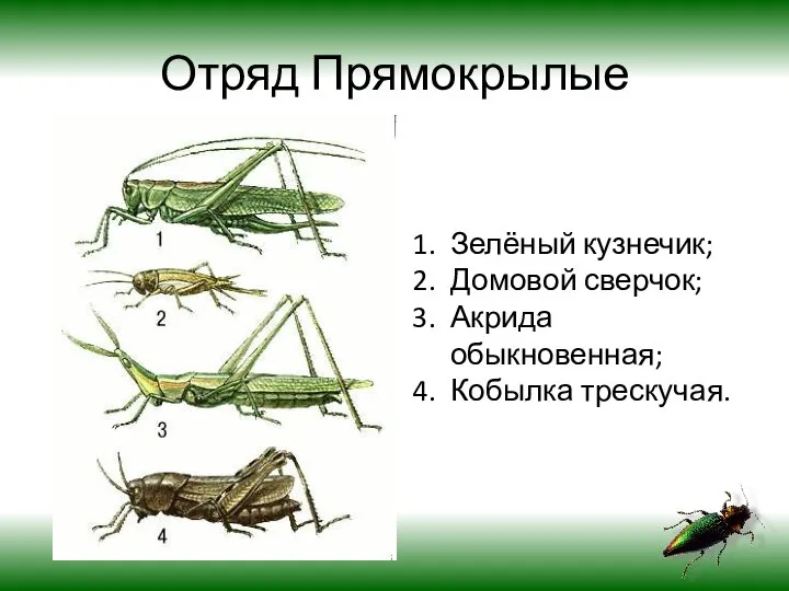 Отряд Прямокрылые Зелёный кузнечик; Домовой сверчок; Акрида обыкновенная; Кобылка трескучая.