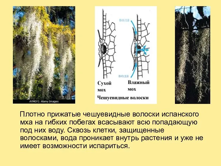 Плотно прижатые чешуевидные волоски испанского мха на гибких побегах всасывают всю