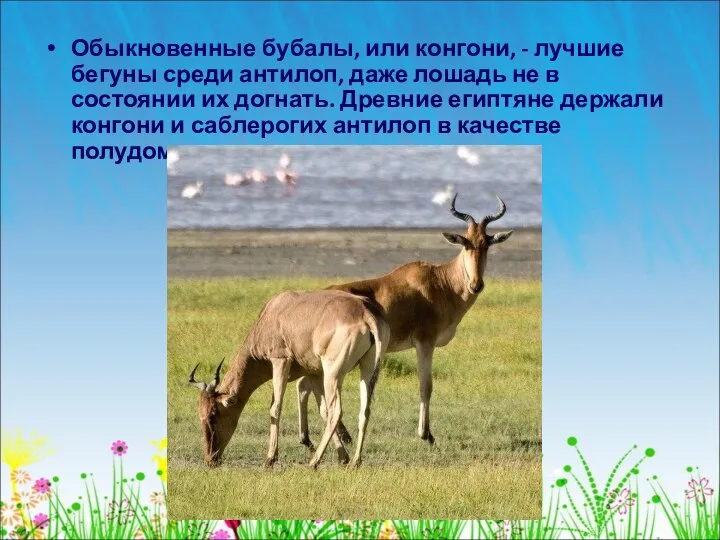 Обыкновенные бубалы, или конгони, - лучшие бегуны среди антилоп, даже лошадь