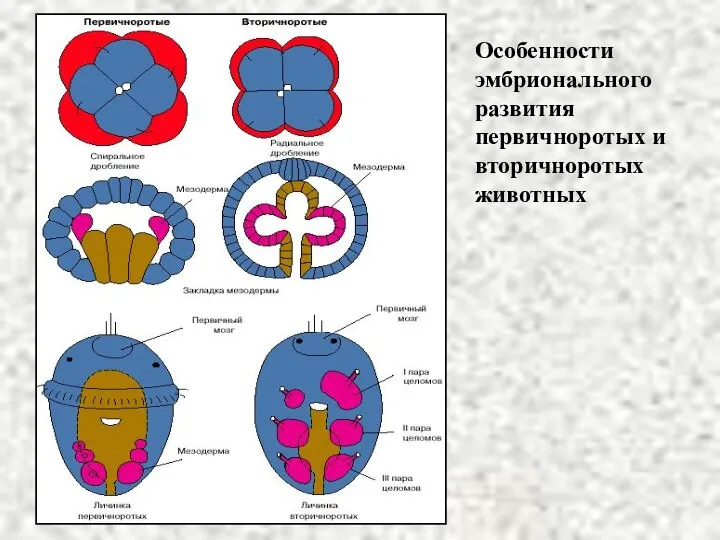 Особенности эмбрионального развития первичноротых и вторичноротых животных