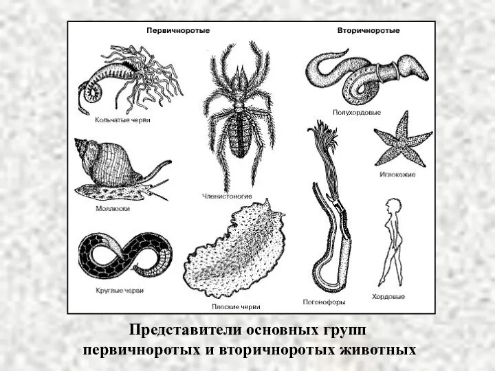 Представители основных групп первичноротых и вторичноротых животных