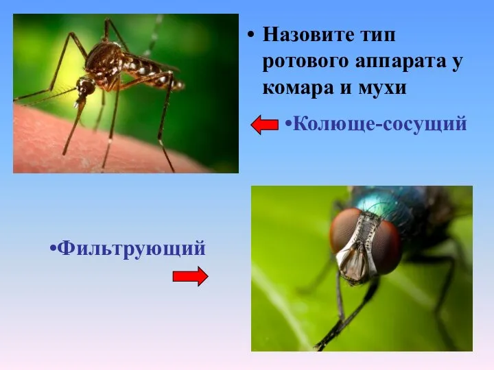Назовите тип ротового аппарата у комара и мухи Колюще-сосущий Фильтрующий