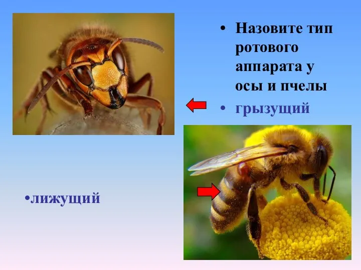 Назовите тип ротового аппарата у осы и пчелы грызущий лижущий