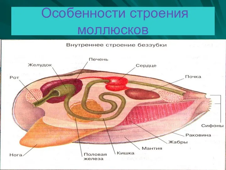 Особенности строения моллюсков