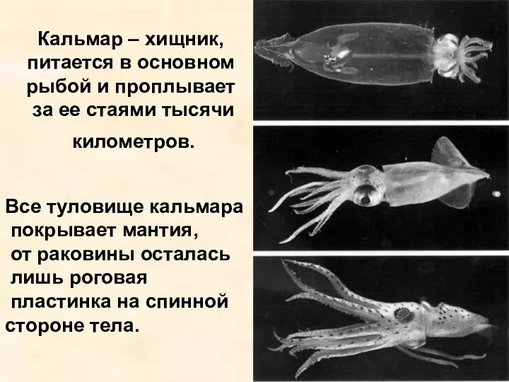 Кальмар – хищник, питается в основном рыбой и проплывает за ее