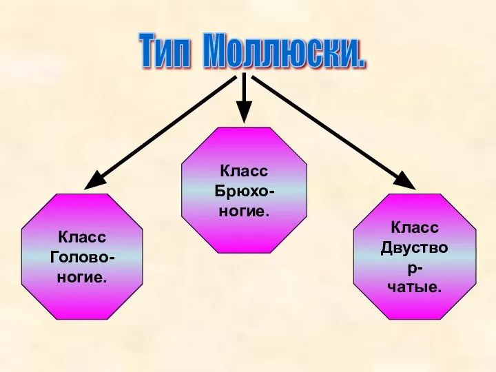 Класс Двуствор- чатые. Тип Моллюски. Класс Голово- ногие. Класс Брюхо- ногие.