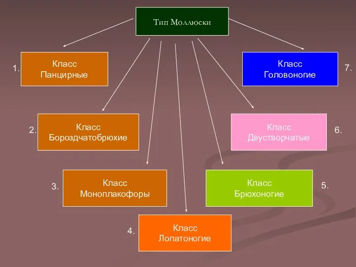 Тип Моллюски Класс Панцирные Класс Бороздчатобрюхие Класс Лопатоногие Класс Двустворчатые Класс