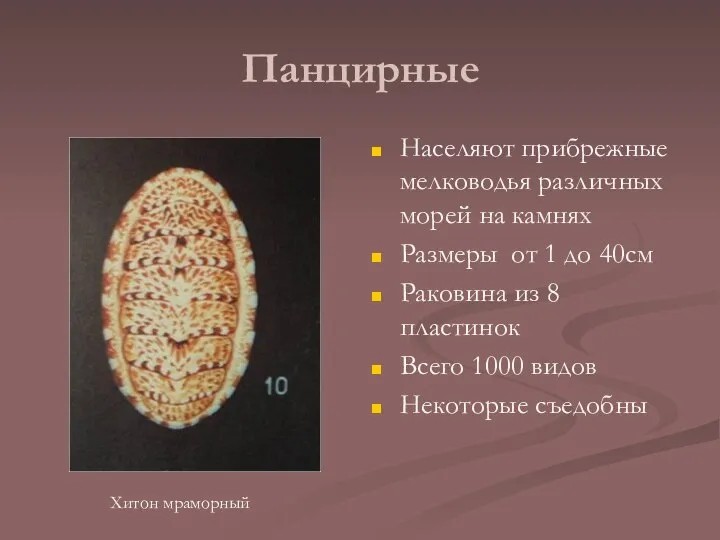 Панцирные Населяют прибрежные мелководья различных морей на камнях Размеры от 1