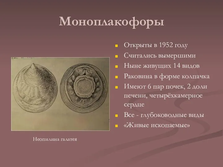 Моноплакофоры Открыты в 1952 году Считались вымершими Ныне живущих 14 видов