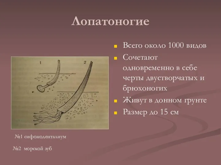 Лопатоногие Всего около 1000 видов Сочетают одновременно в себе черты двустворчатых