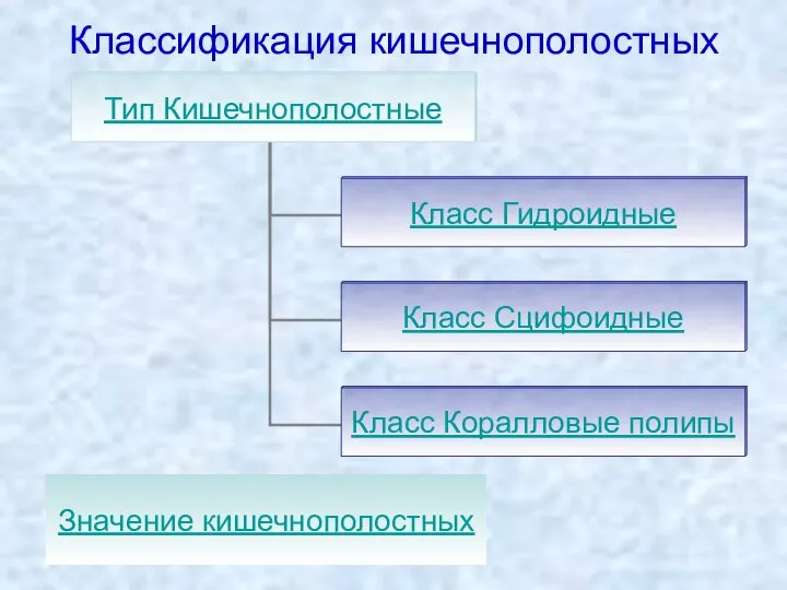 Классификация кишечнополостных Значение кишечнополостных