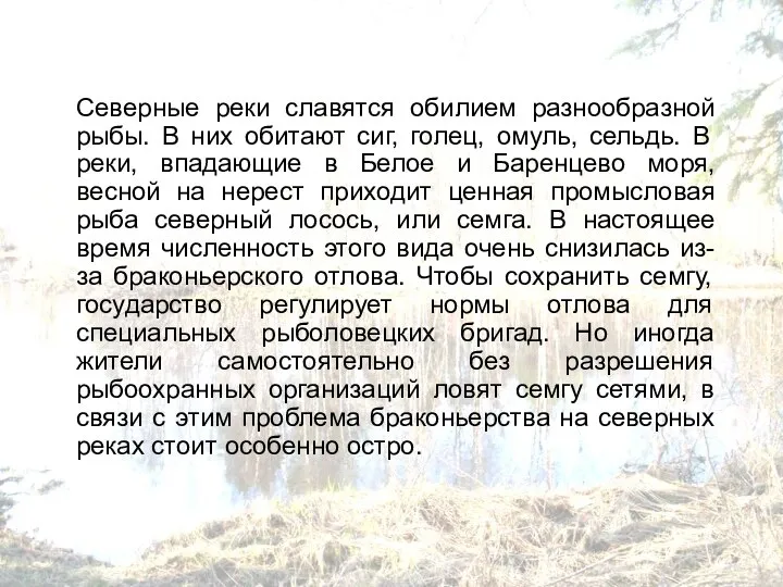 Северные реки славятся обилием разнообразной рыбы. В них обитают сиг, голец,