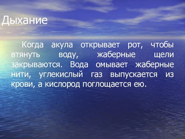 Дыхание Когда акула открывает рот, чтобы втянуть воду, жаберные щели закрываются.