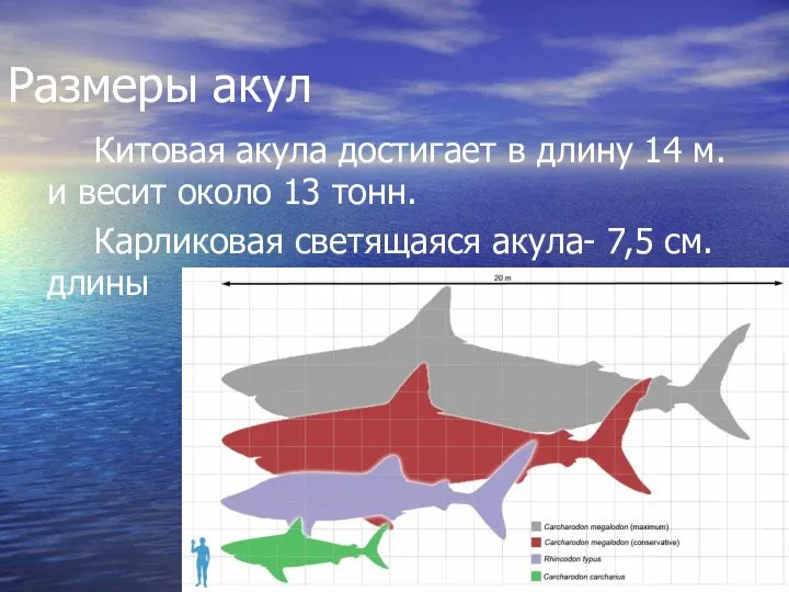 Размеры акул Китовая акула достигает в длину 14 м. и весит