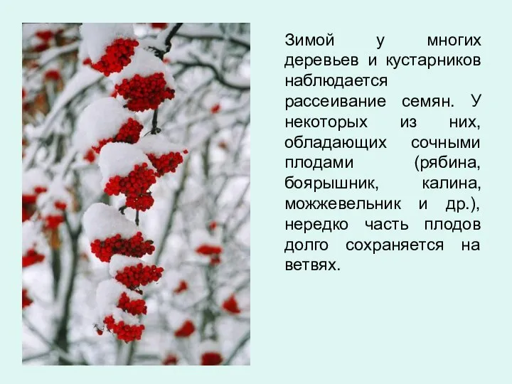 Зимой у многих деревьев и кустарников наблюдается рассеивание семян. У некоторых