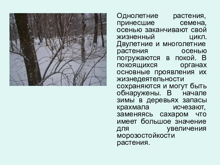 Однолетние растения, принесшие семена, осенью заканчивают свой жизненный цикл. Двулетние и