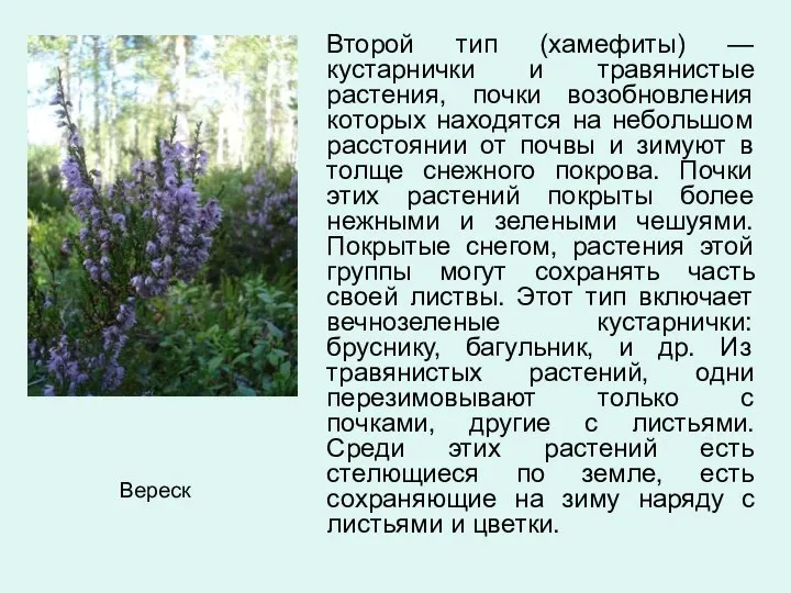 Второй тип (хамефиты) —кустарнички и травянистые растения, почки возобновления которых находятся