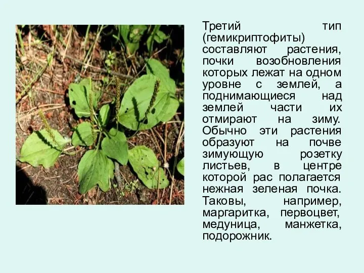 Третий тип (гемикриптофиты) составляют растения, почки возобновления которых лежат на одном